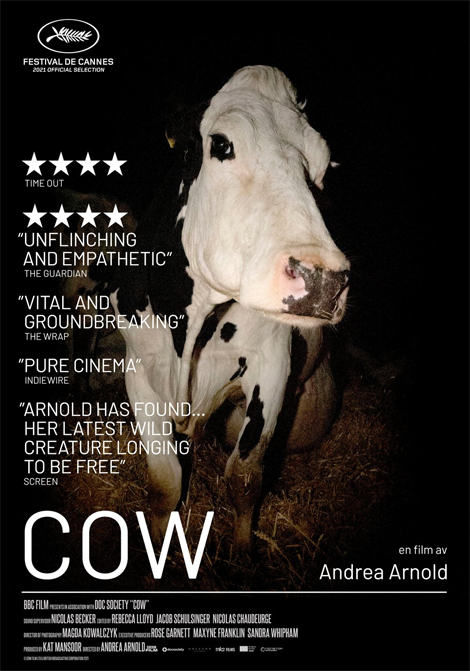 Cow poster
