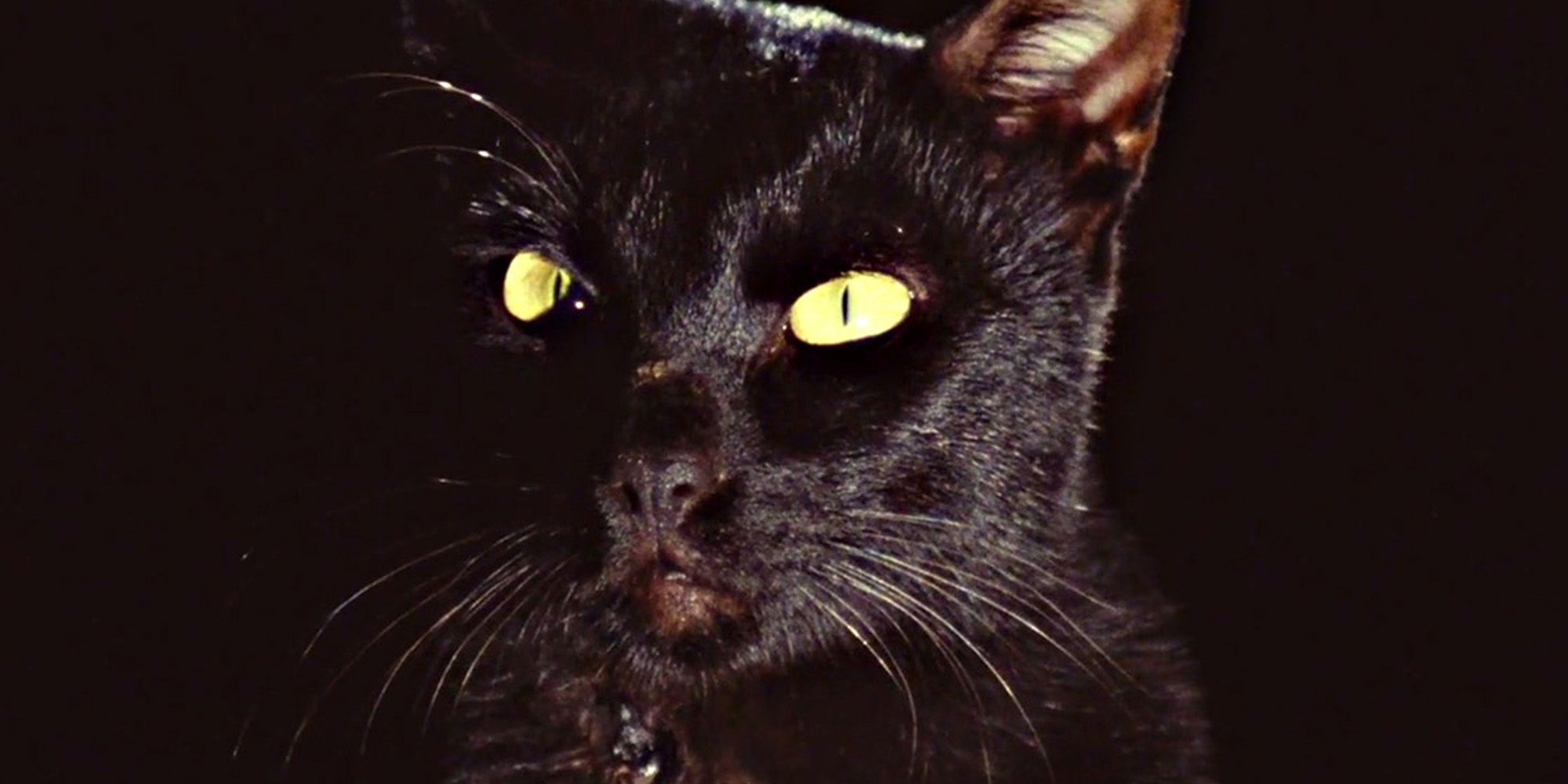 Ondskans svarta katt Bild